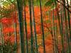 Bamboo_Forest_Arashiyama_Park_Kyoto_Japan.jpg